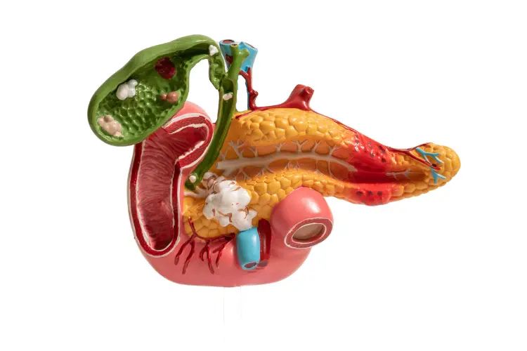 نمای تشریحی پانکراس و موقعیت آن در بدن انسان