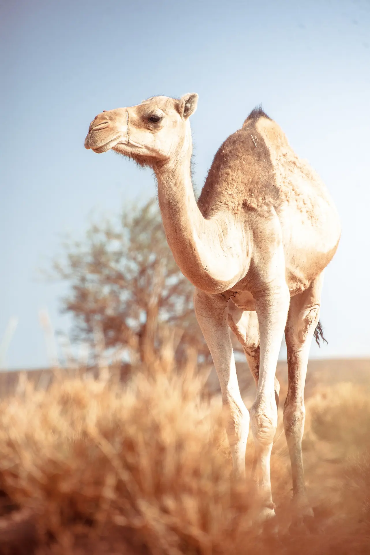سوارکاری بر روی شتر در یک مسیر صاف و بیابانی