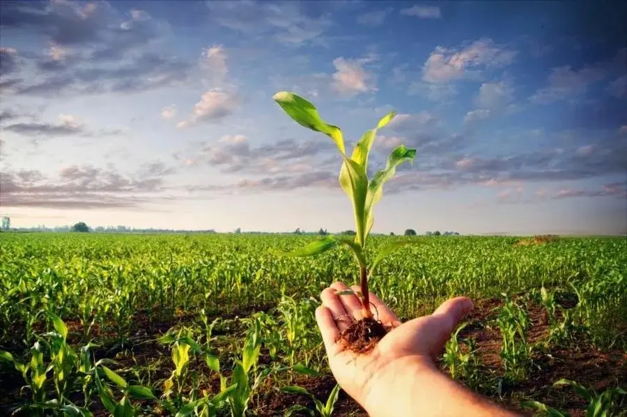 سیستمهای هوشمند کشاورزی با استفاده از حسگرها و رباتیک