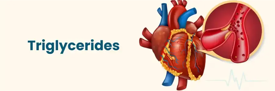 نمودار ساختاری تریگلیسیرید و نقش آن در بدن