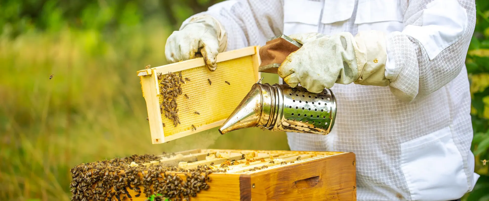 برداشت عسل چگونه انجام می‌شود؛ بررسی نکات و جزئیات مهم